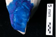 Foto (Detailansicht) von Gastrosacus eminens (Blaschke, 1911) (NHMW-GEO-1990-0041-0359a)